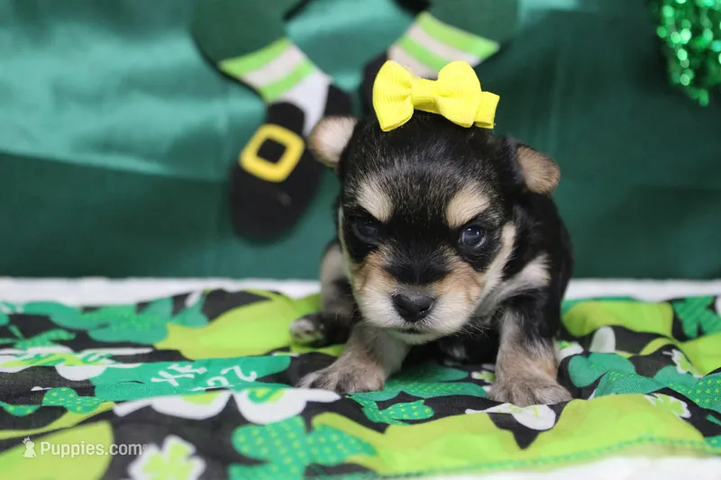 Everly  – Morkie puppy for sale in Trenton, MO