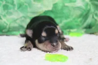 Everly , a female Morkie for sale in Trenton, MO – Photo 3 of 7