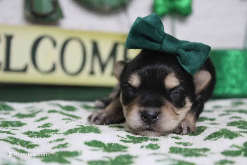 Everly  – Morkie puppy for sale in Trenton, MO