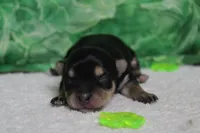 Everly , a female Morkie for sale in Trenton, MO – Photo 1 of 7