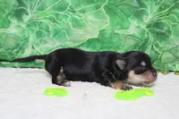 Everly , a female Morkie for sale in Trenton, MO – Photo 5 of 7