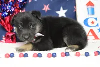 Pine , a male Siberian Husky and Miniature Aussiedoodle for sale in Trenton, MO – 6 of 7