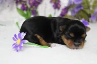 Penny , a female Yorkshire Terrier for sale in Trenton, MO – 7 of 10