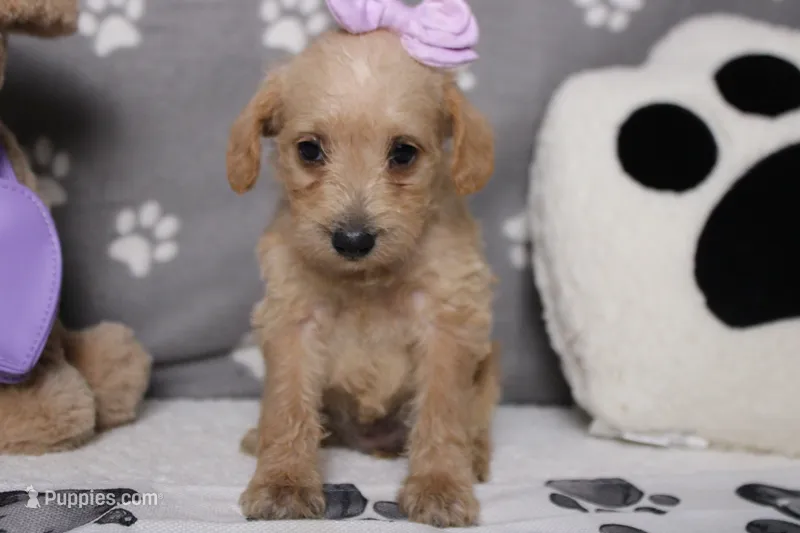 Sherry  – Schnoodle puppy for sale in Trenton, MO
