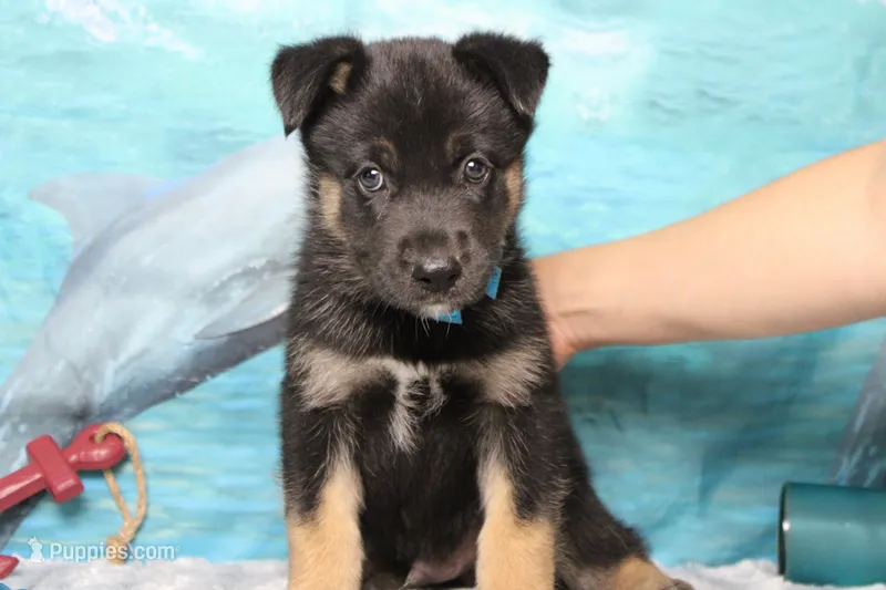 Pine  – Siberian Husky, Miniature Aussiedoodle puppy for sale in Trenton, MO