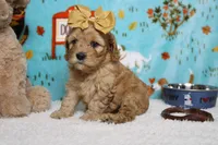 Katie, a female Cockapoo for sale in Trenton, MO – 5 of 8