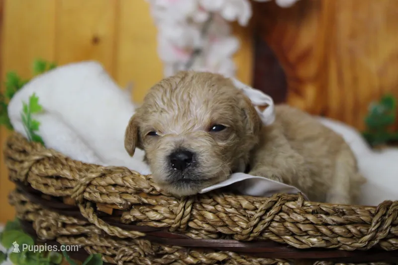 Moscato  – Schnoodle puppy for sale in Trenton, MO