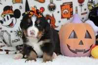 Cagney , a female Bernese Mountain Dog for sale in Trenton, MO – 3 of 8