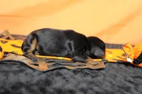 Chocolate , a female Cavalier King Charles Spaniel for sale in Trenton, MO – 5 of 8