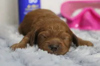 Natalie, a female Cockapoo for sale in Trenton, MO – 5 of 10