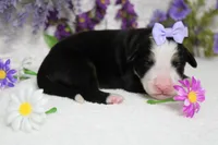 Maggie , a female Bernese Mountain Dog for sale in Trenton, MO – 9 of 9