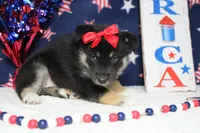 Magnolia , a male Siberian Husky and Miniature Aussiedoodle for sale in Trenton, MO – 6 of 6