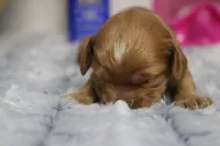 Jocelyn, a female Cockapoo for sale in Trenton, MO – 3 of 6