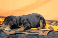 Chocolate , a female Cavalier King Charles Spaniel for sale in Trenton, MO – 4 of 8
