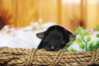 Tramp , a male Yorkipoo for sale in Trenton, MO – 2 of 9