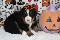 Cagney , a female Bernese Mountain Dog for sale in Trenton, MO – 5 of 8