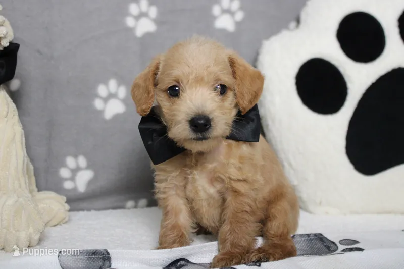 Pinot – Schnoodle puppy for sale in Trenton, MO