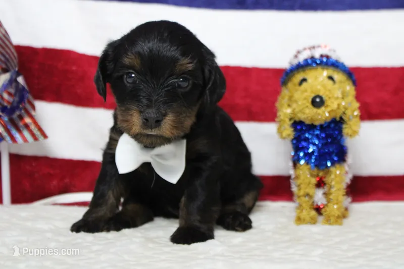 Toughy  – Yorkipoo puppy for sale in Trenton, MO