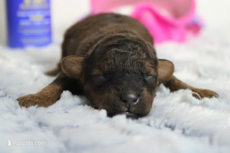 Ella – Cavapoo puppy for sale in Trenton, MO