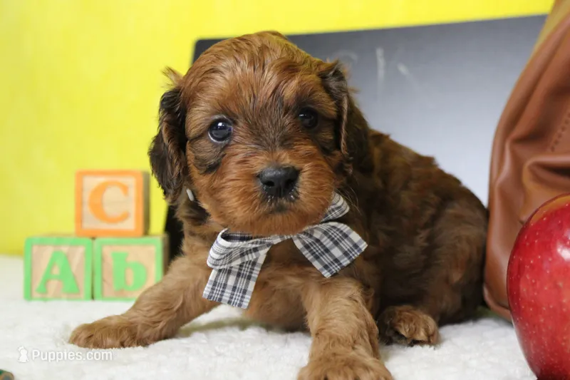 Lee – Cavapoo puppy for sale in Trenton, MO
