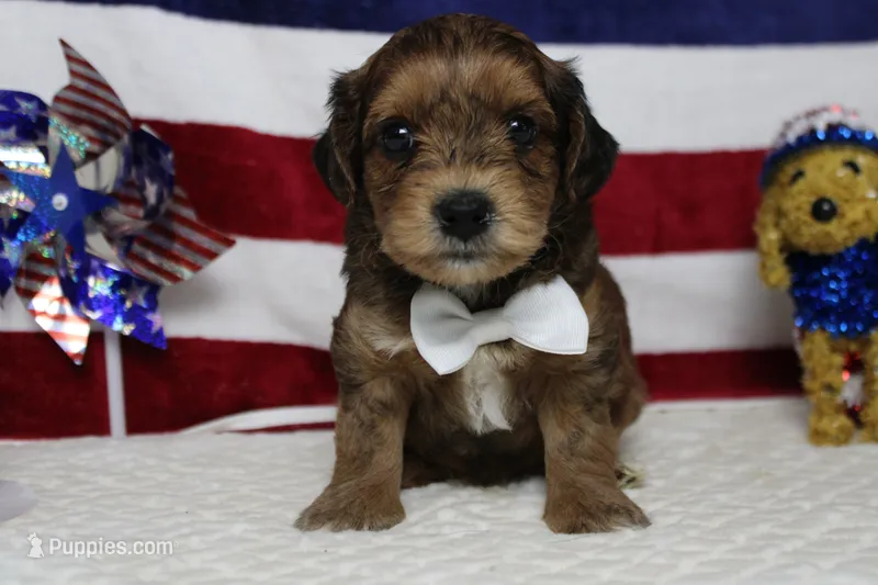 Boris  – Yorkipoo puppy for sale in Trenton, MO