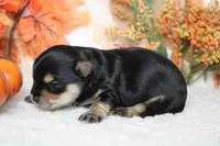 Hansel , a male Morkie for sale in Trenton, MO – 5 of 10