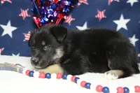 Bergamont , a male Siberian Husky and Miniature Aussiedoodle for sale in Trenton, MO – 4 of 7