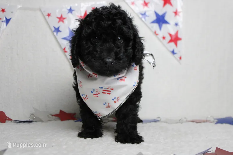 Dave  – Poodle - Toy  puppy for sale in Trenton, MO