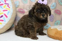 Ella , a female Cavapoo for sale in Trenton, MO – 5 of 6