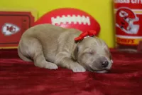 Moon , a female Goldendoodle for sale in Trenton, MO – 5 of 8