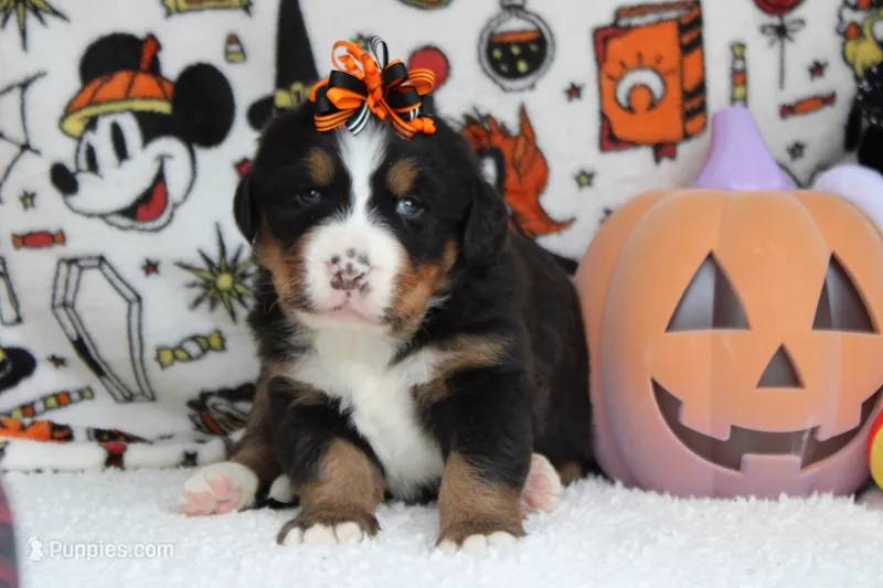 Cagney  – Bernese Mountain Dog puppy for sale in Trenton, MO