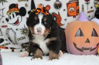 Cagney , a female Bernese Mountain Dog for sale in Trenton, MO – 1 of 8