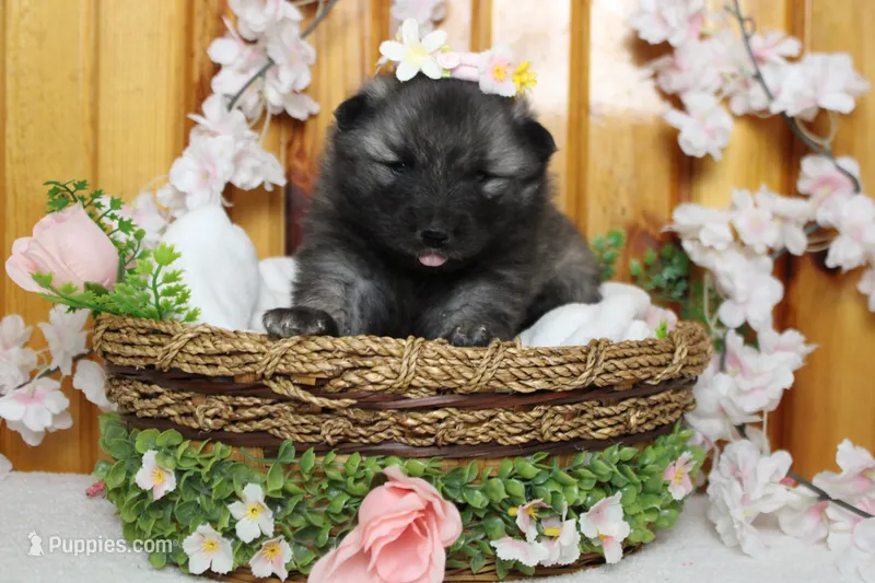 Louise  – Keeshond puppy for sale in Trenton, MO