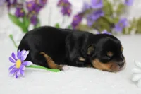 Penny , a female Yorkshire Terrier for sale in Trenton, MO – 8 of 10