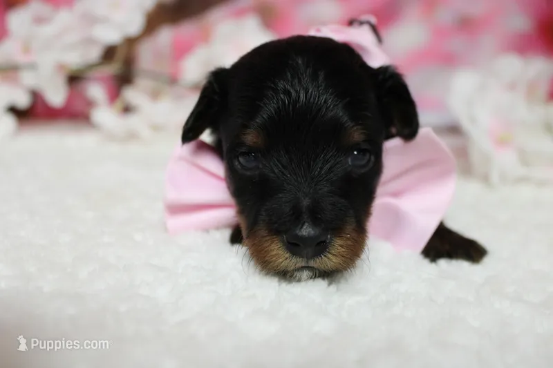 Tramp  – Yorkipoo puppy for sale in Trenton, MO