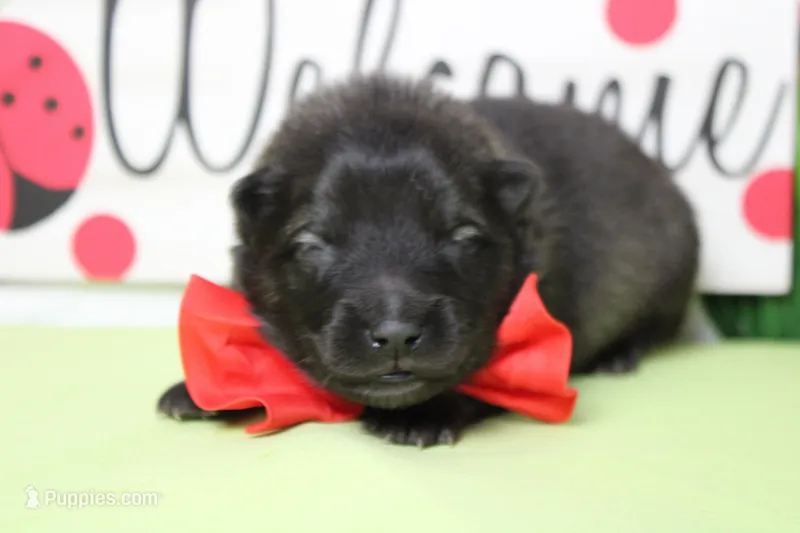 Costello  – Keeshond puppy for sale in Trenton, MO
