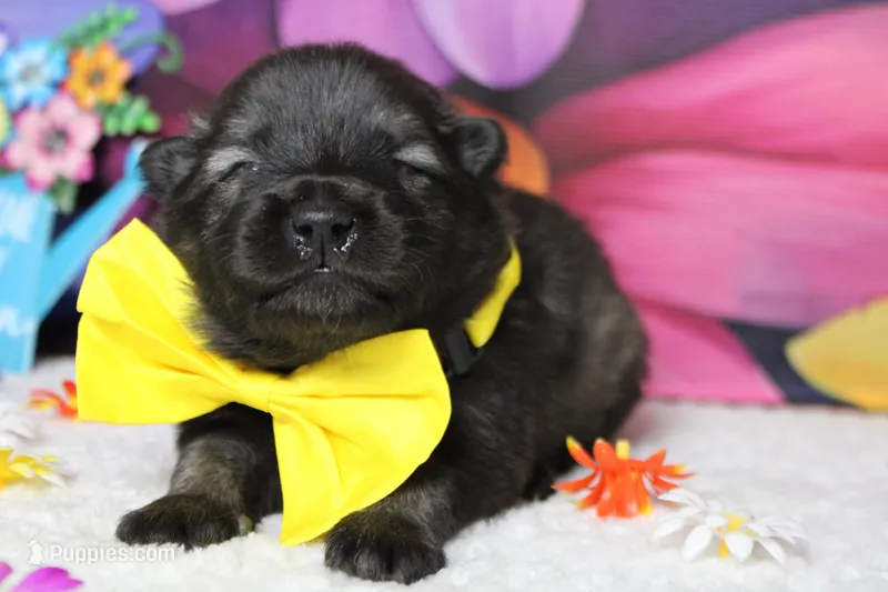 Costello  – Keeshond puppy for sale in Trenton, MO