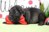 Costello , a male Keeshond for sale in Trenton, MO – Photo 3 of 5