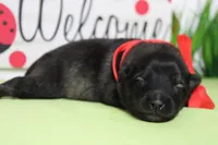 Costello , a male Keeshond for sale in Trenton, MO – Photo 5 of 5