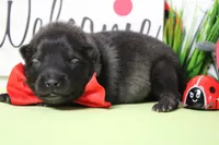 Costello , a male Keeshond for sale in Trenton, MO – Photo 2 of 5