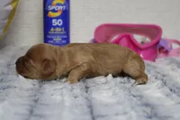 Ray, a male Cavapoo for sale in Trenton, MO – 2 of 6