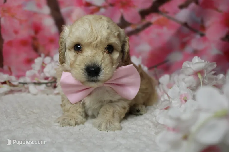 Theodore – Poodle - Toy  puppy for sale in Trenton, MO