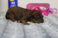 Lee, a male Cavapoo for sale in Trenton, MO – 4 of 6