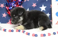 Bergamont , a male Siberian Husky and Miniature Aussiedoodle for sale in Trenton, MO – 3 of 7