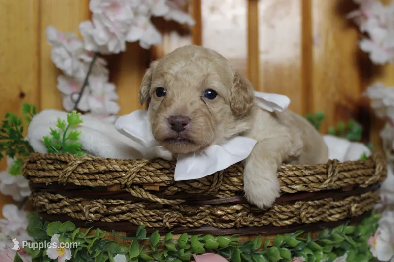 Alvin  – Poodle - Toy  puppy for sale in Trenton, MO