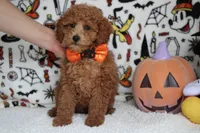 Mandarin , a male Poodle - Miniature  for sale in Trenton, MO – 2 of 8