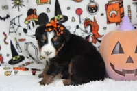 Lacy , a female Bernese Mountain Dog for sale in Trenton, MO – 9 of 9