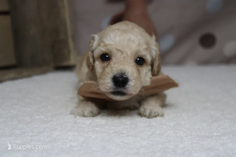 Simon  – Poodle - Toy  puppy for sale in Trenton, MO