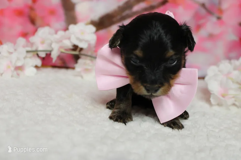 Pedro – Yorkipoo puppy for sale in Trenton, MO