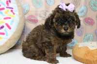 Ella , a female Cavapoo for sale in Trenton, MO – 6 of 6